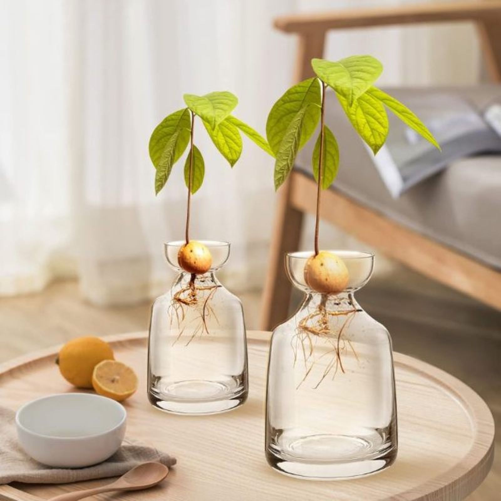 Jarrón de cristal para hueso de aguacate de Generic