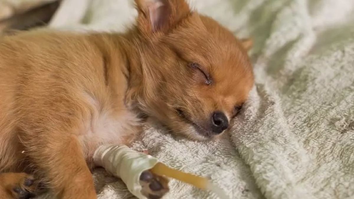 parvovirosis canina 5