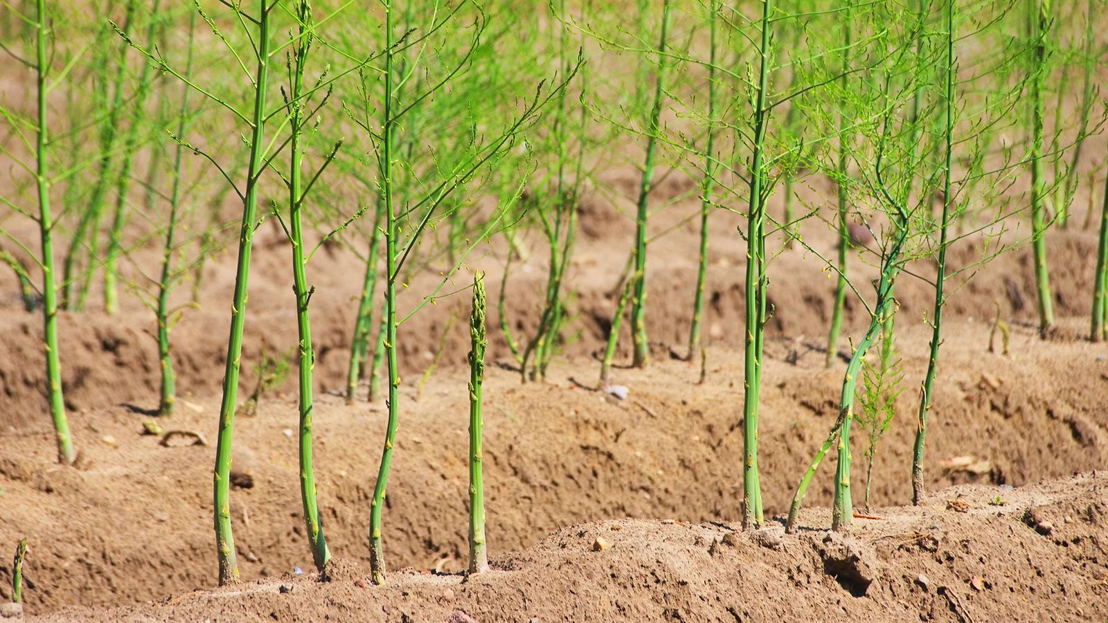 Cómo cultivar la esparraguera