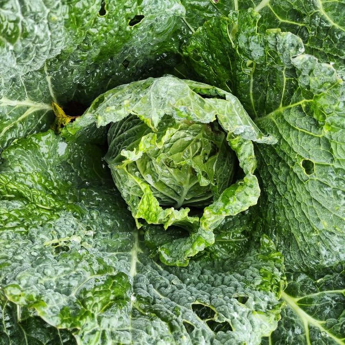 plantar repollo huerta otono