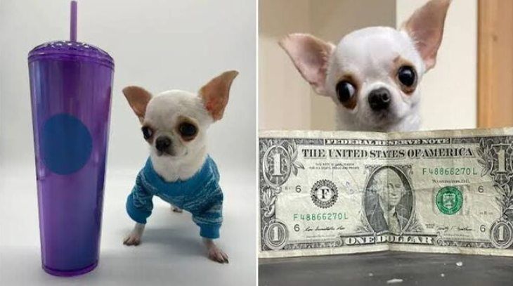 perro mas pequeno del mundo pearl ok
