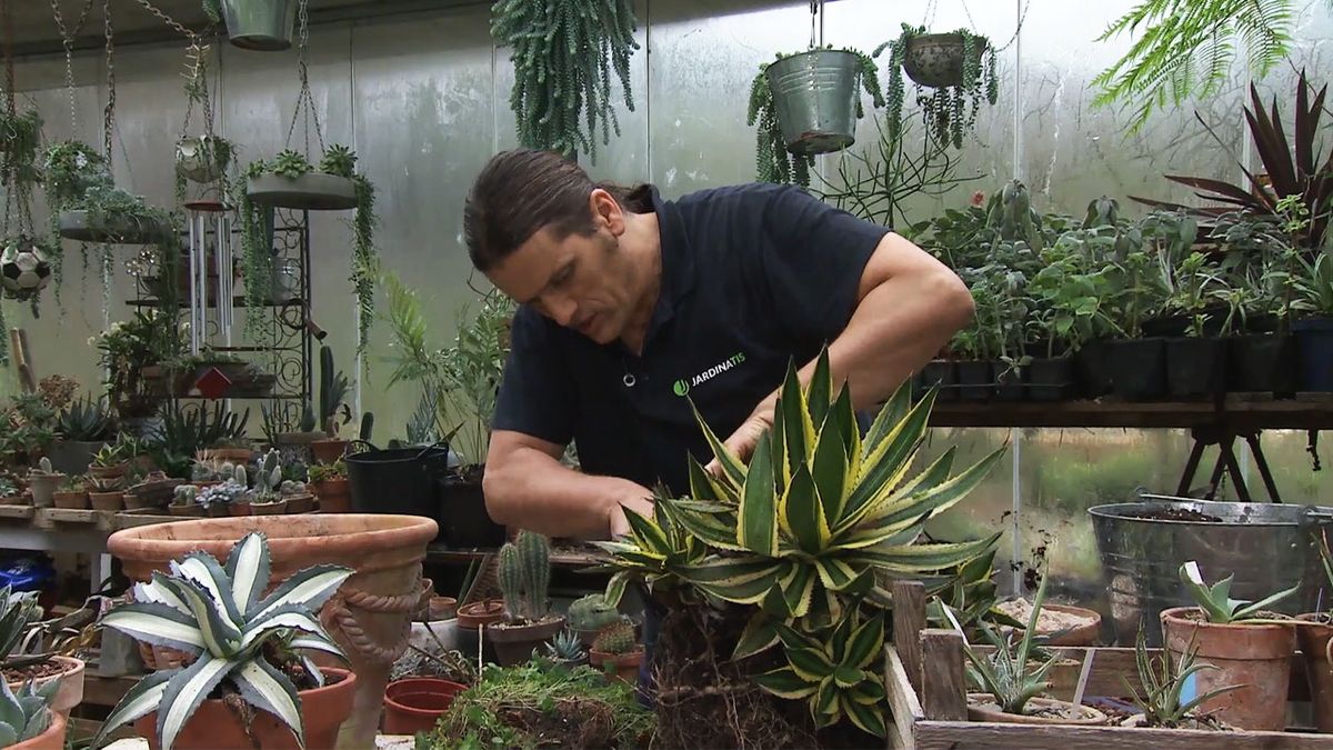 como sanear multiplicar agave xl