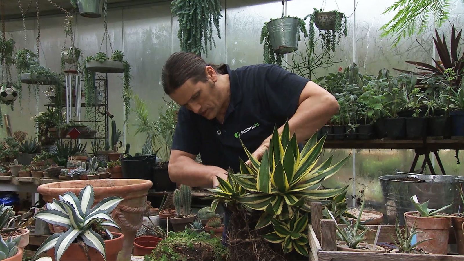 como sanear multiplicar agave xl