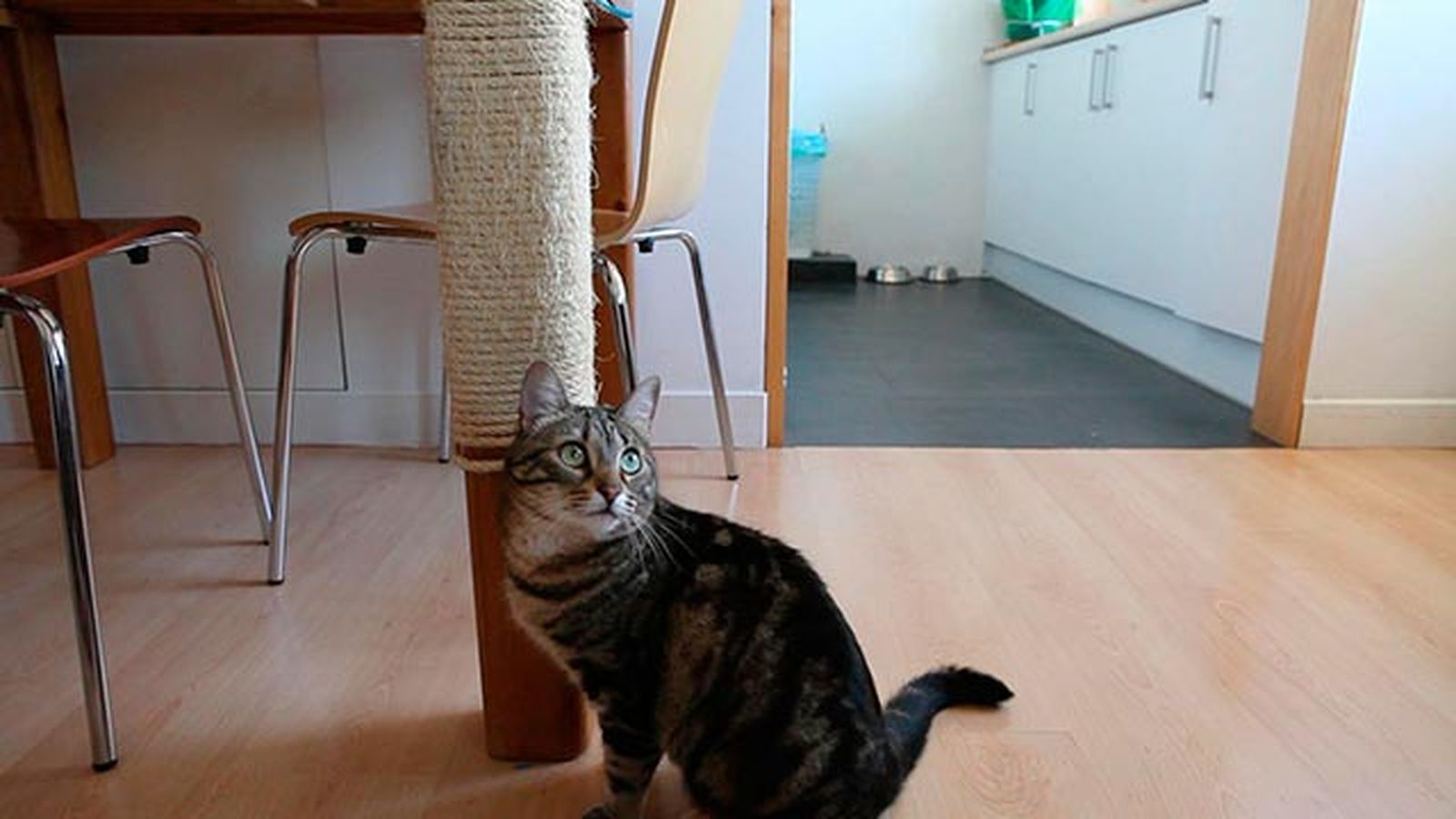 Hacer un rascador de gato