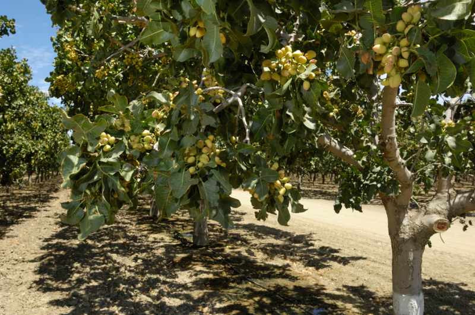 El Pistacia vera puede alcanzar alturas de entre 5 y 10 metros