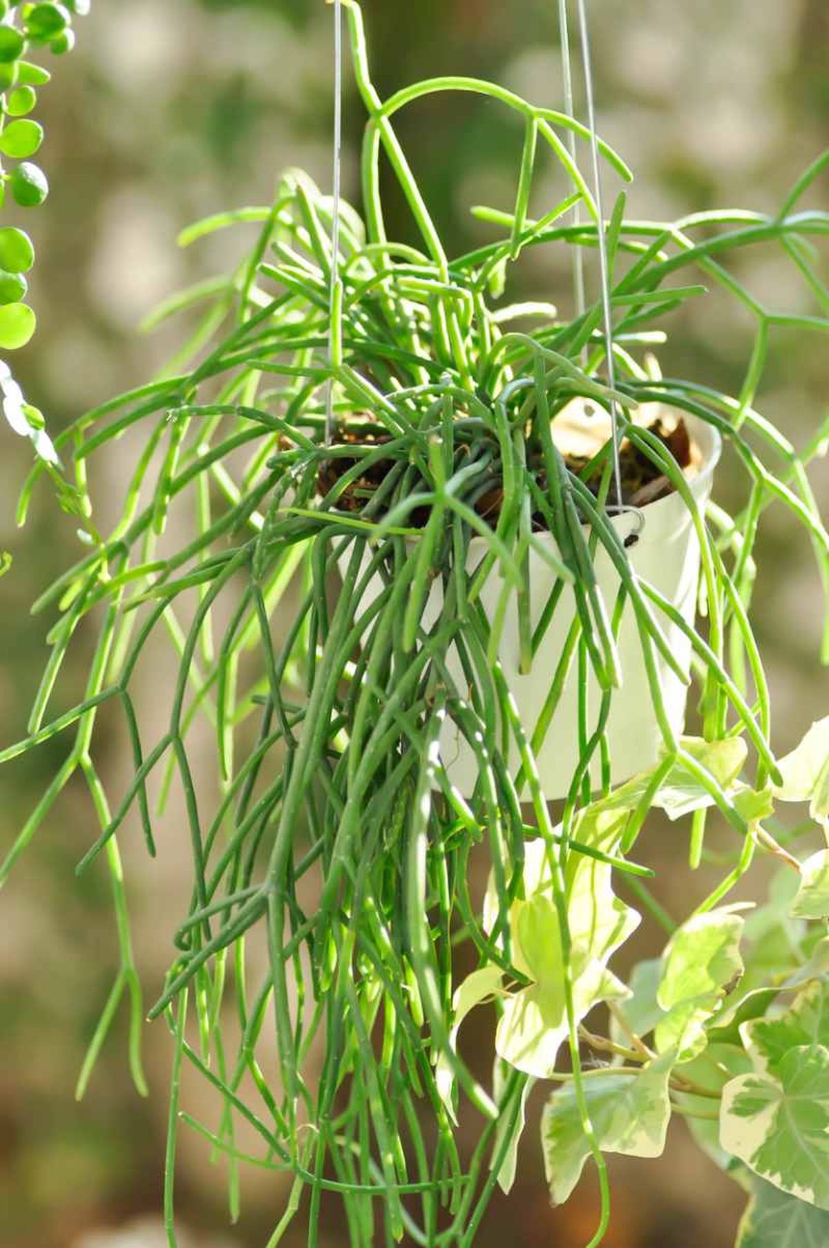 Rhipsalis baccifera.