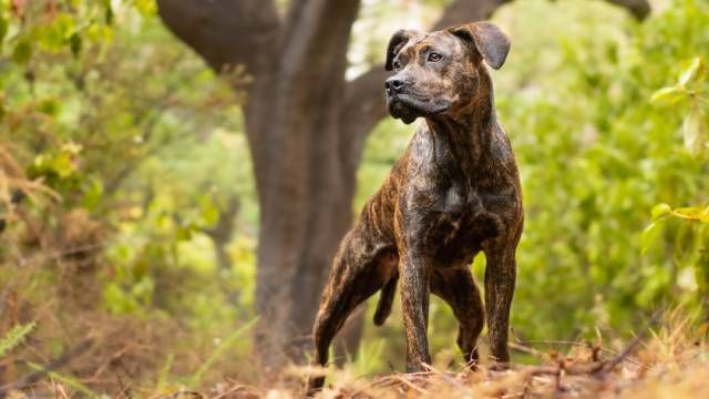 perro alano español