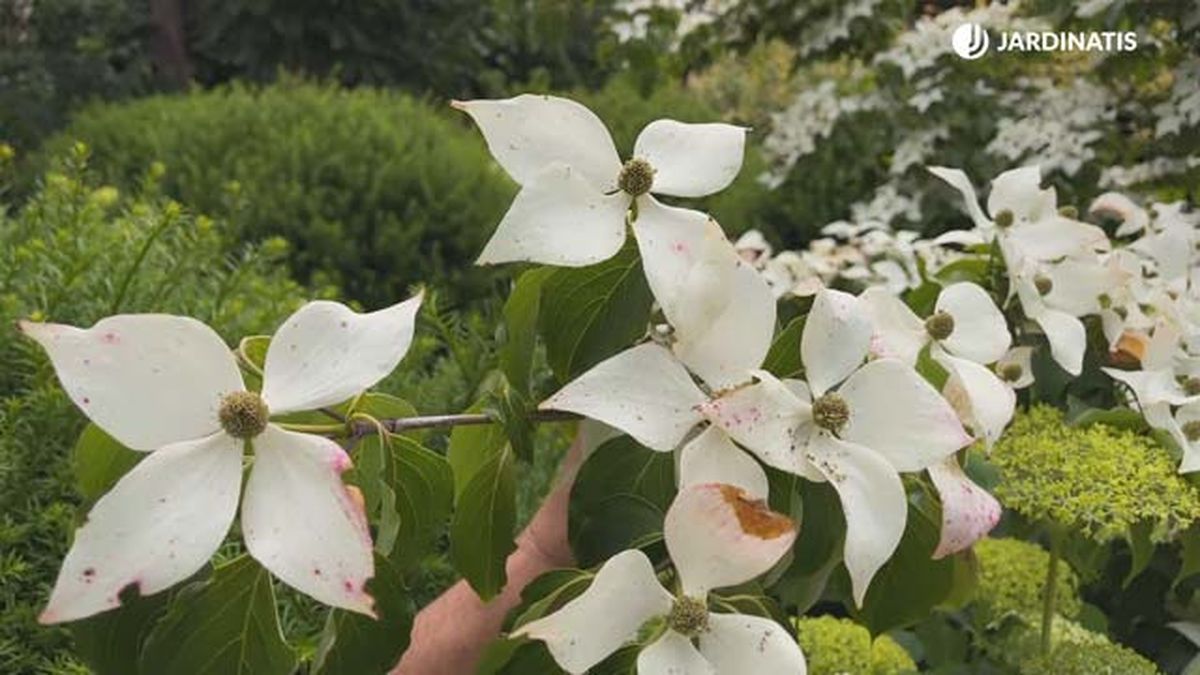 cornus kousa en el jardin lurgarden