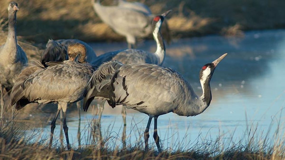 aves migratorias 4 grulla