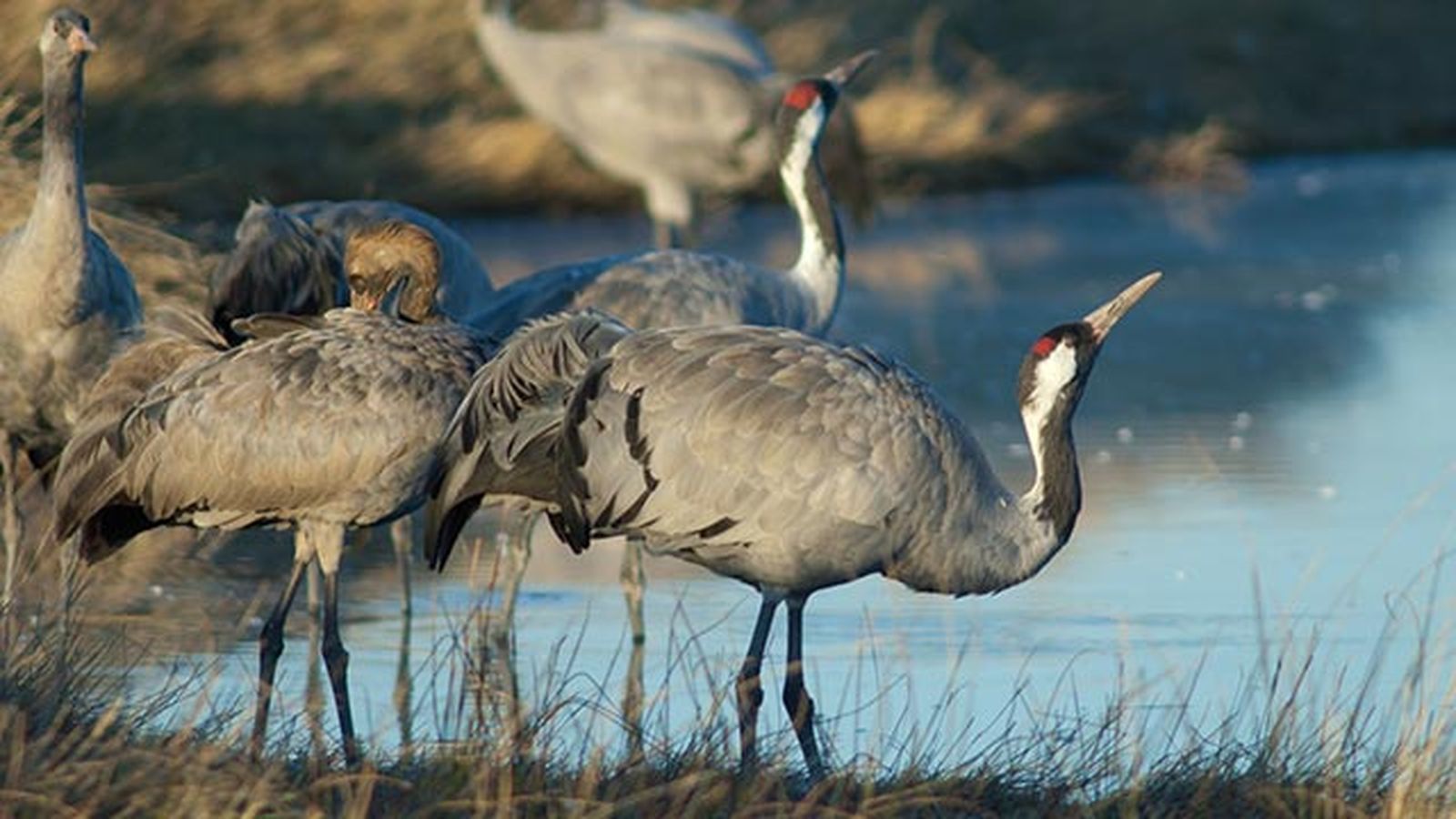 aves migratorias 4 grulla