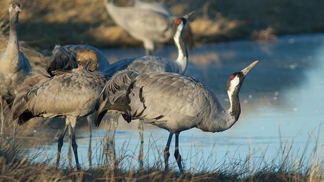 aves migratorias 4 grulla