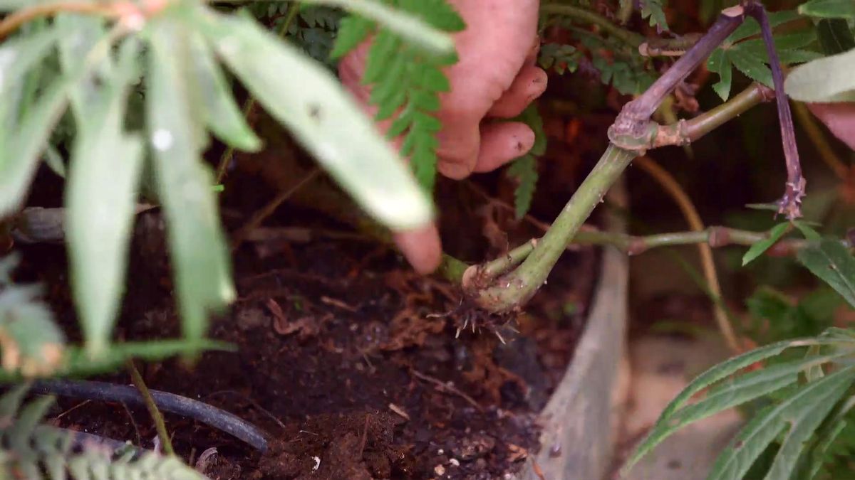 brico 928 3 begonia luxurians acodo
