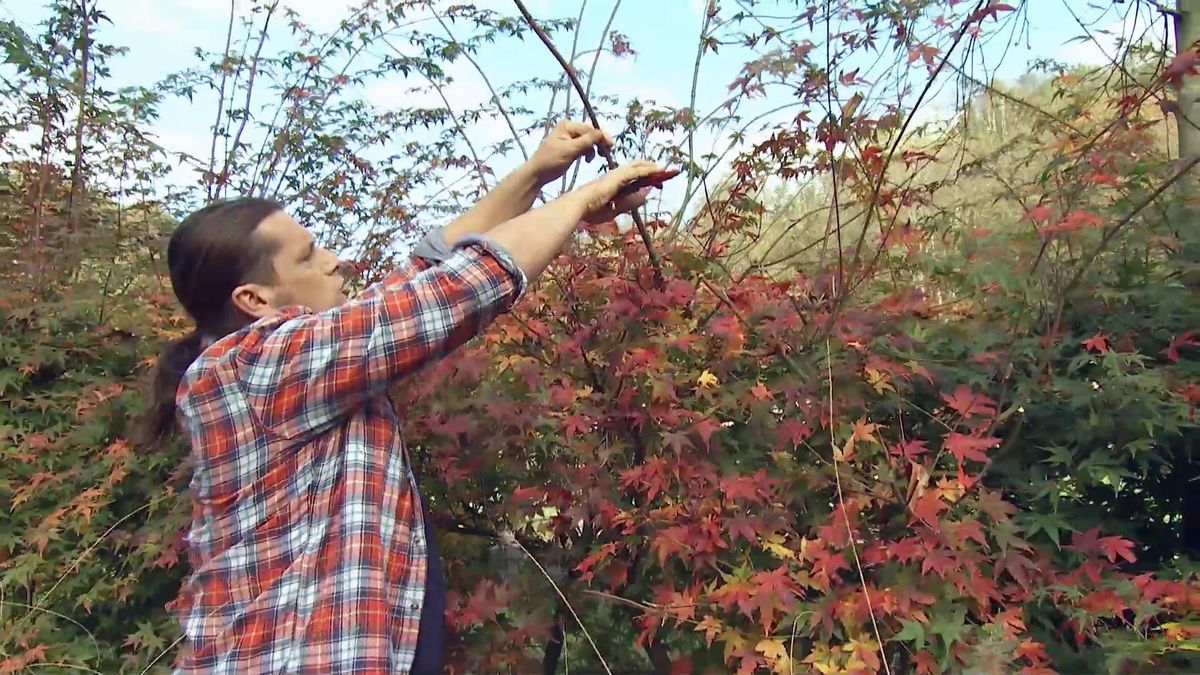 deco718 seto arces japoneses cortar