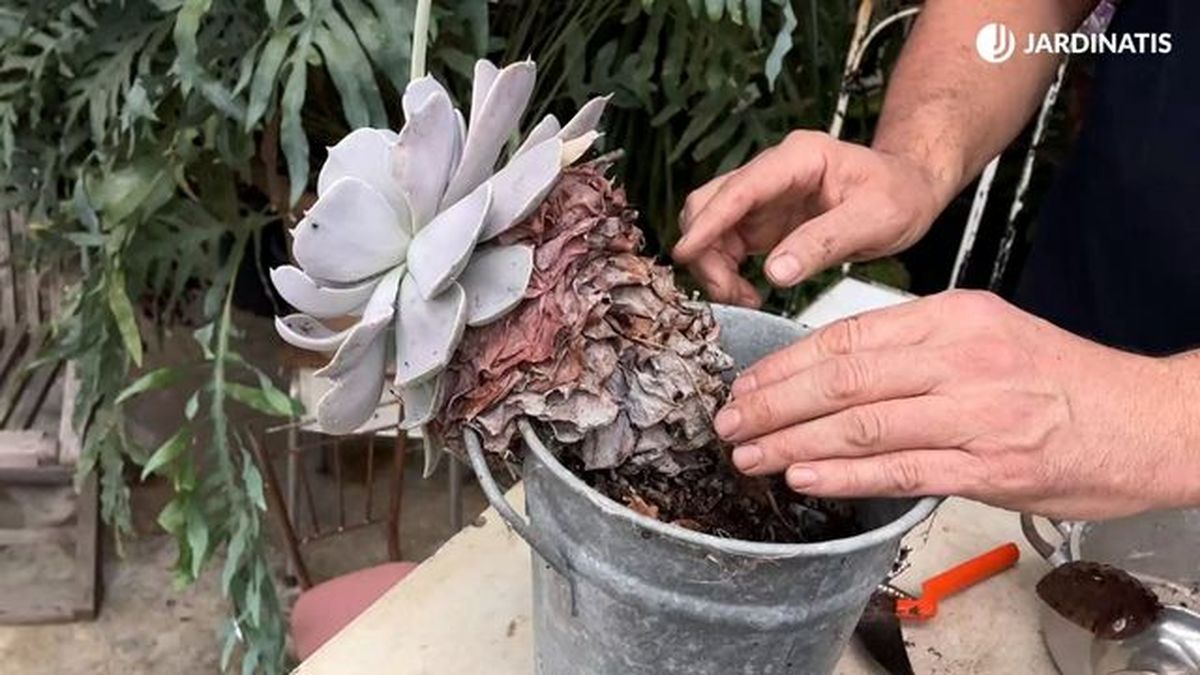 Hojas secas adheridas al tallo de la echeveria