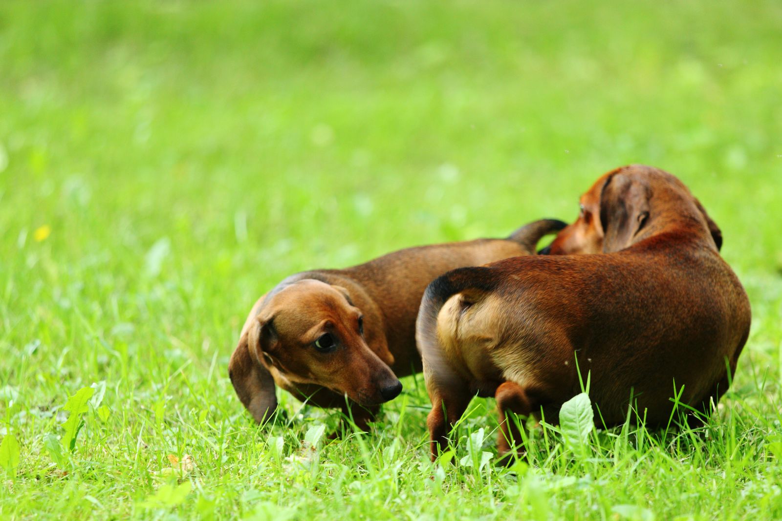 olerse perros