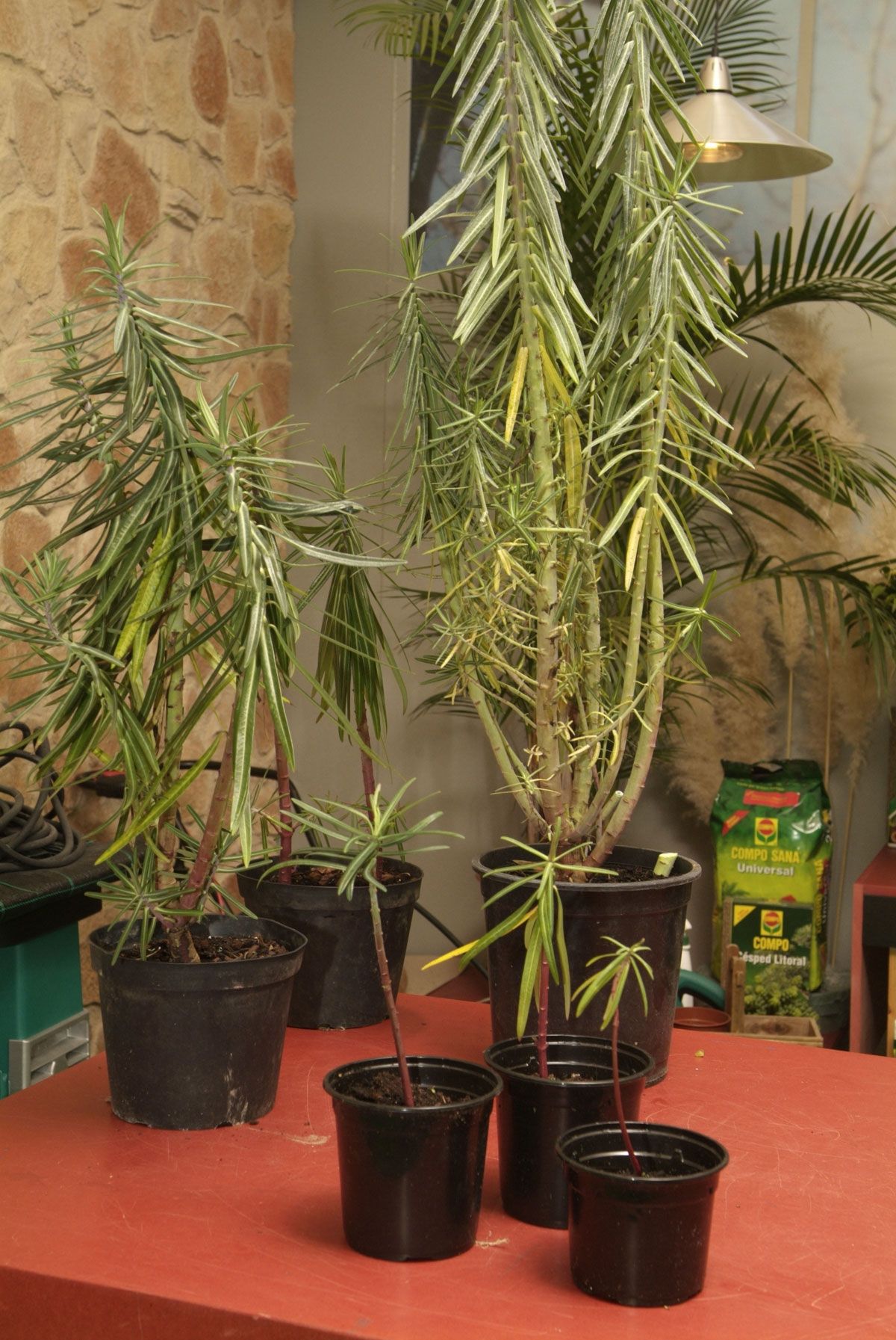 Planta para evitar topos