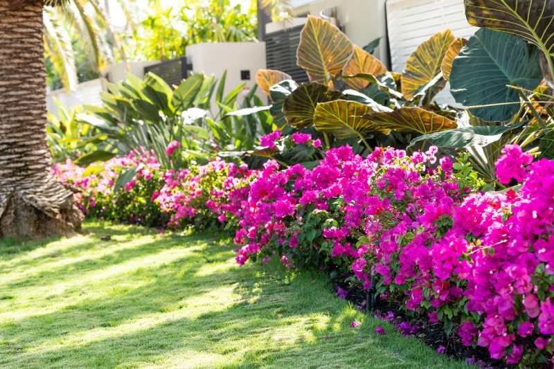 Buganvilla de flor rosa en el jardín