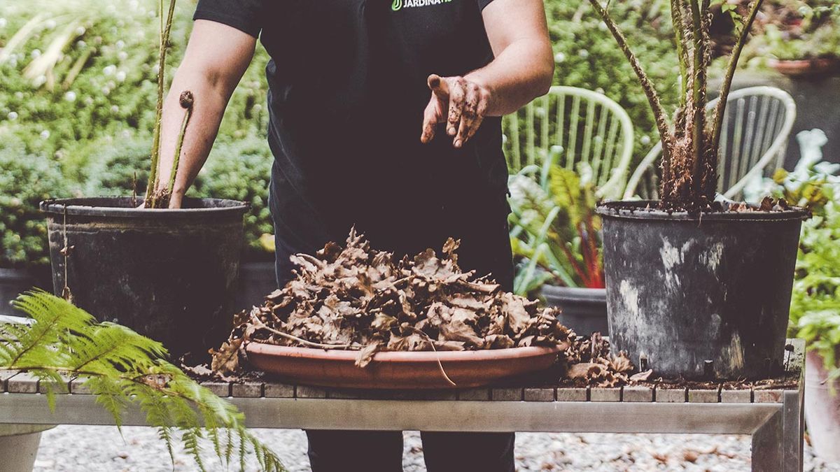 brico 1006 helecho arboreo mezcla hojarasca compost