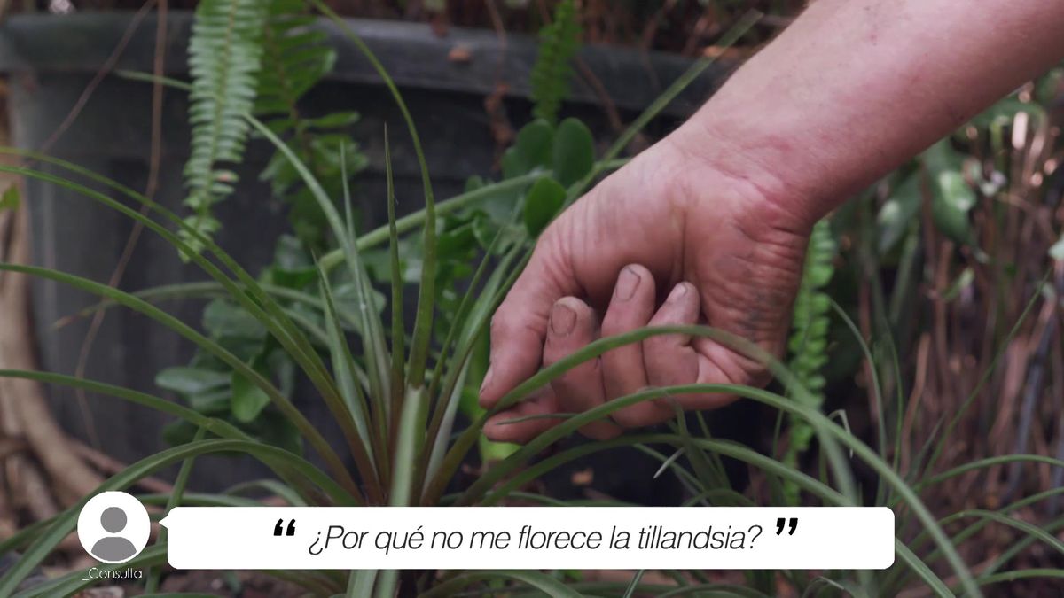 BRICO JARDIN 1002 briconsulta por que no florece tillandsia