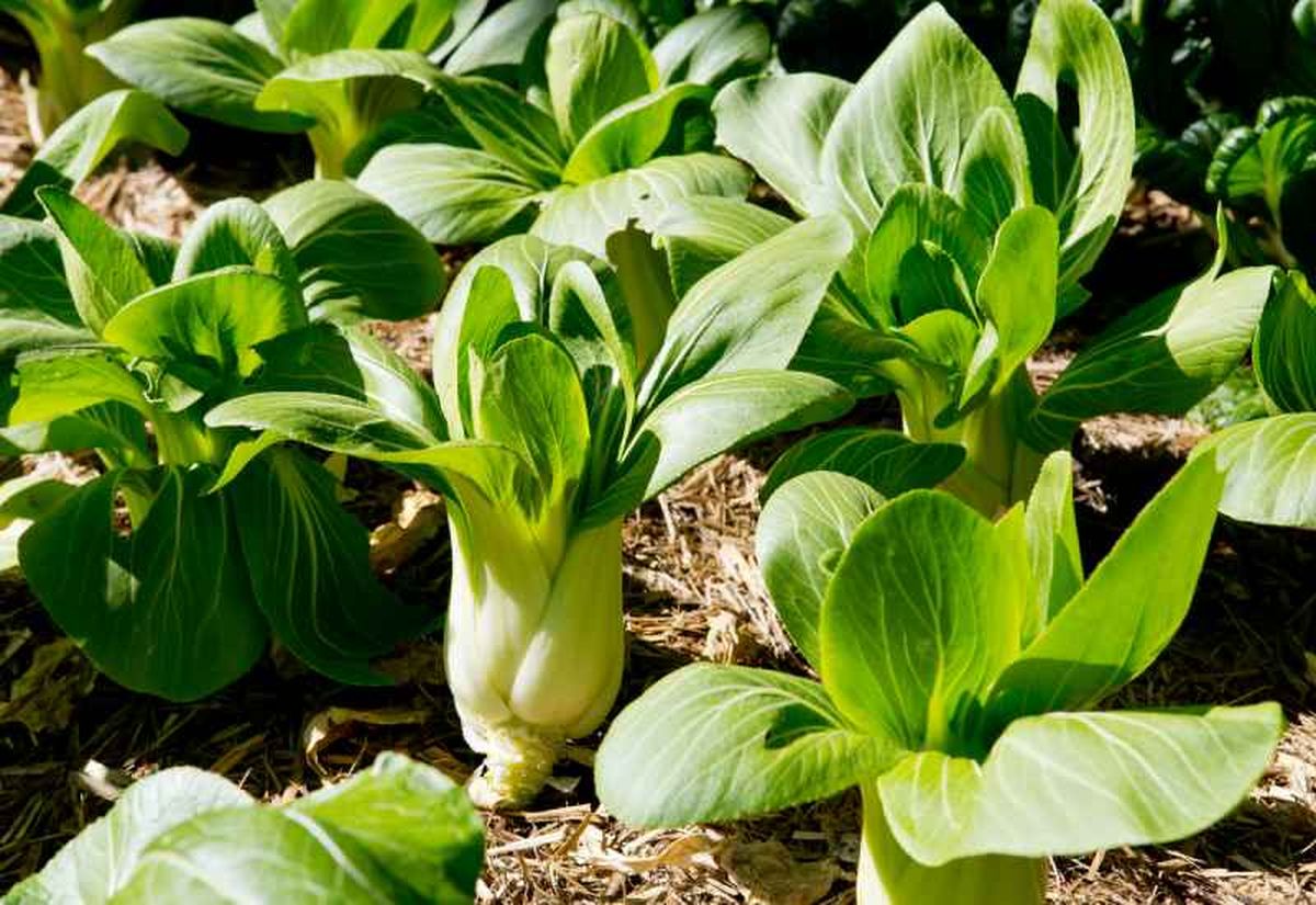 Se cultiva principalmente en Asia