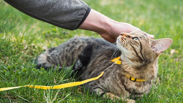 gato en el campo