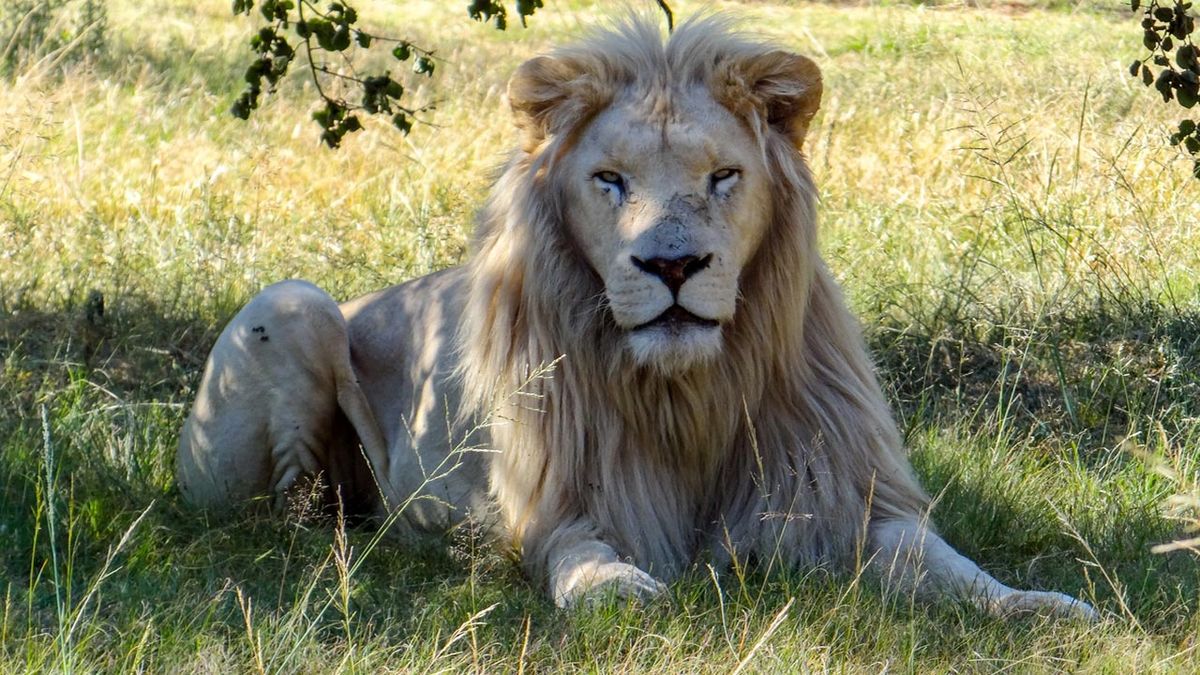 león blanco tumbado