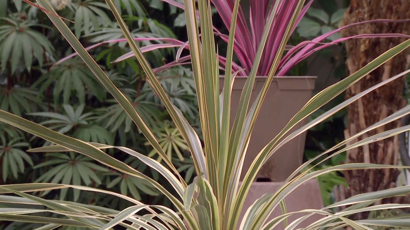 deco 682 cordyline australis nuevas variedades