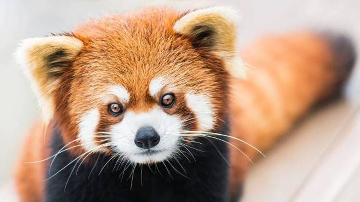 animales pelirrojos por que existen ejemplos