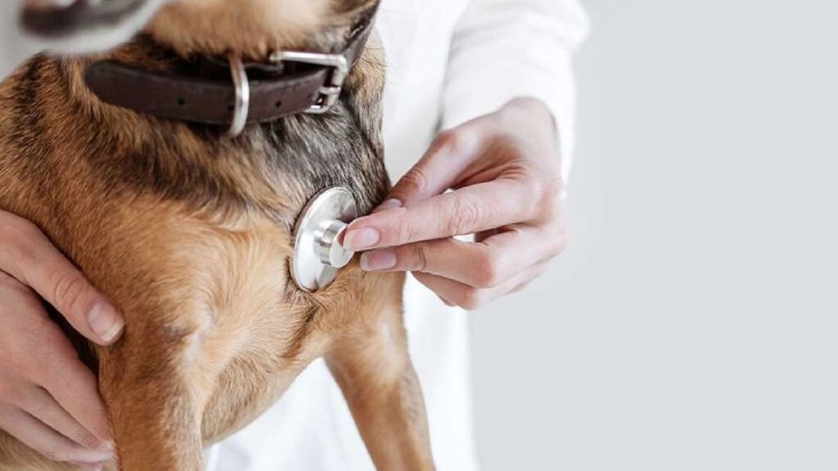 pancreatitis en perros 2