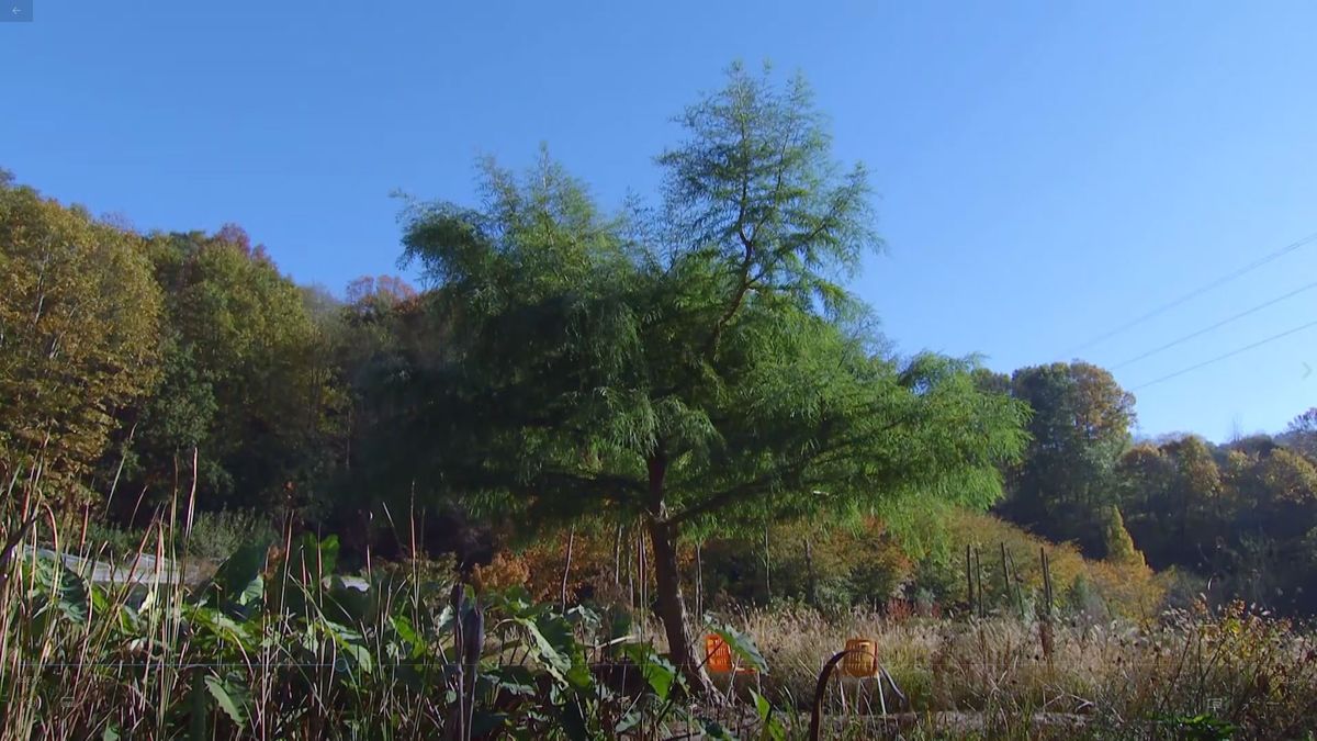 deco 675 taxodium mucronatum ejemplares