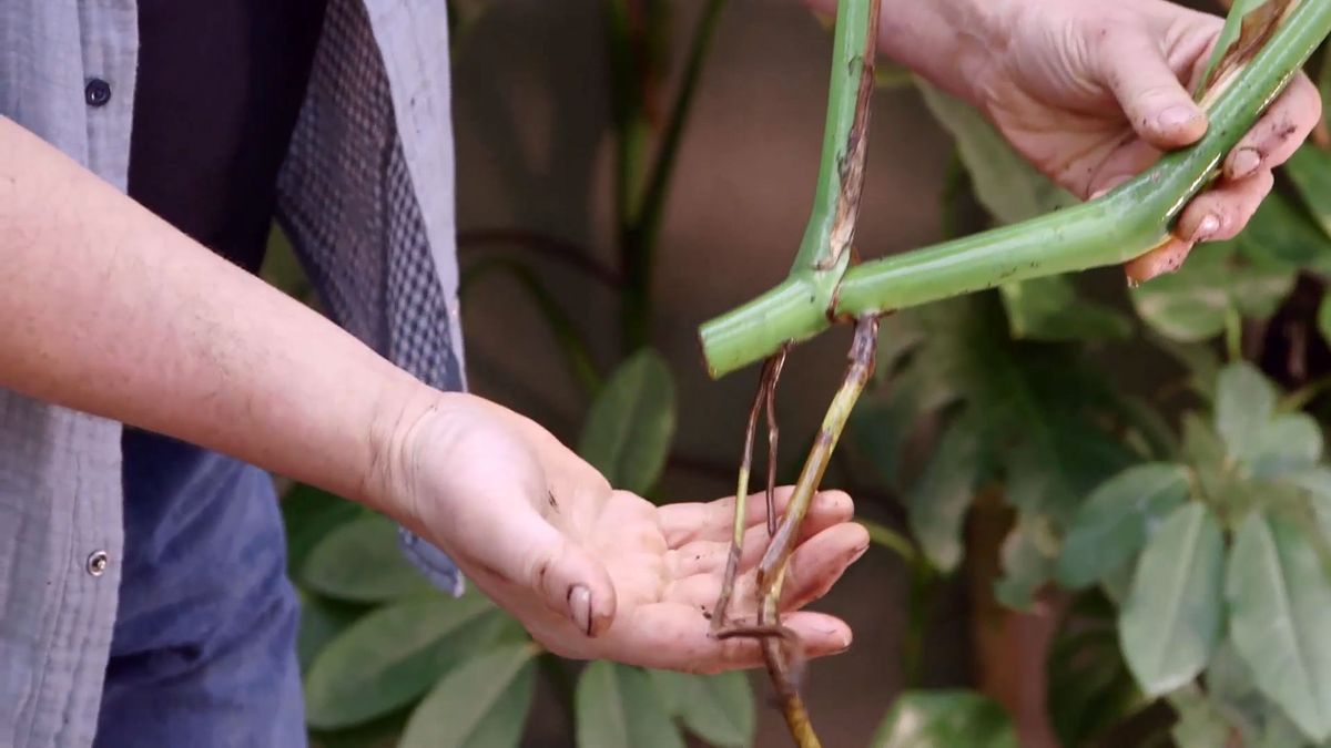 brico 942 3 curiosidades costilla adan reproduccion