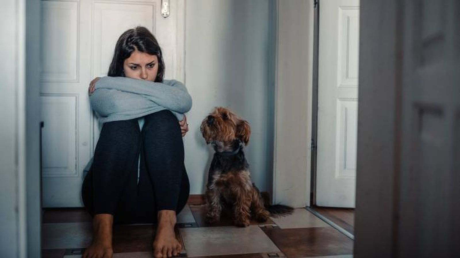puede perros oler miedo cambios fisiologicos