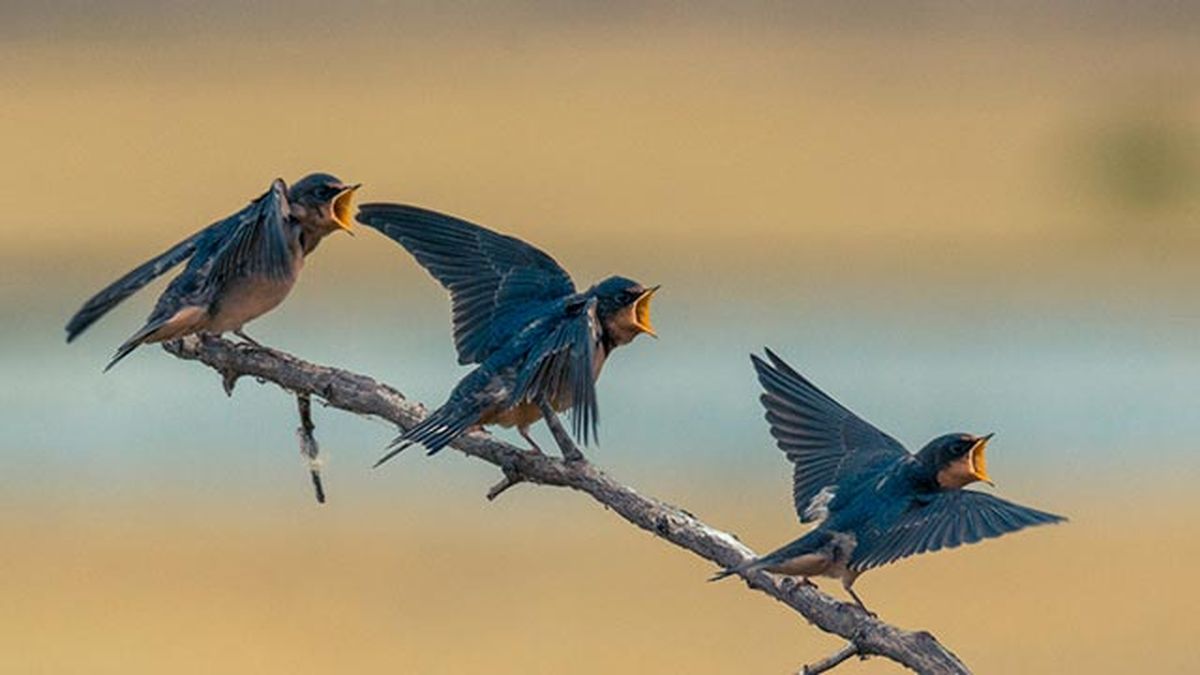 golondrina rama canto