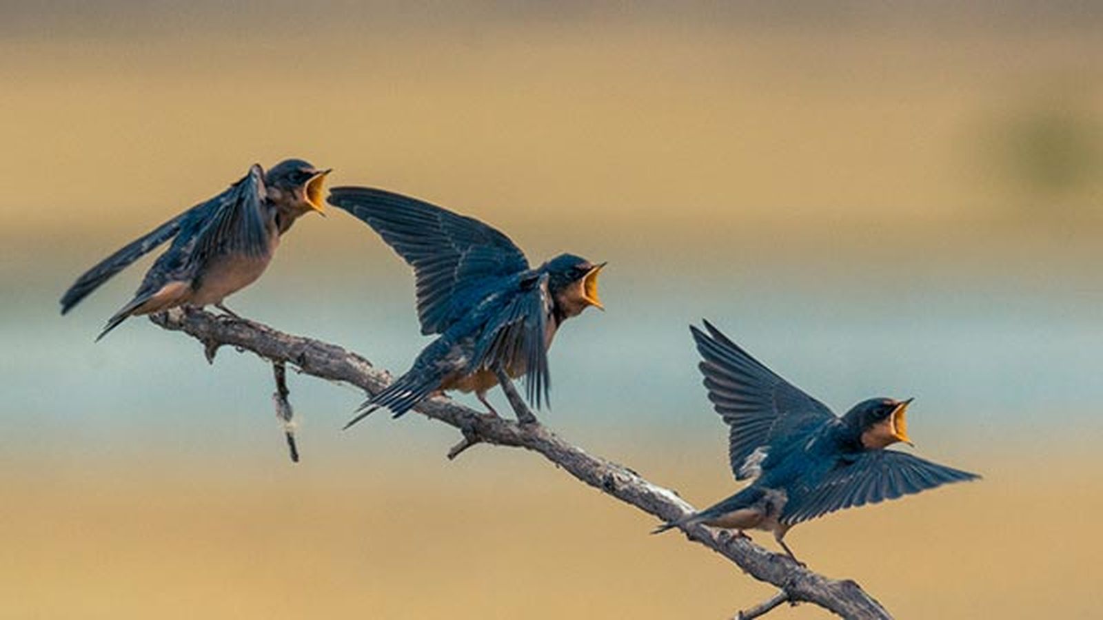 golondrina rama canto