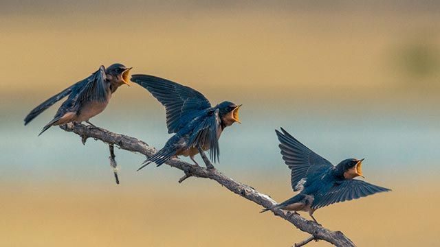 golondrina rama canto
