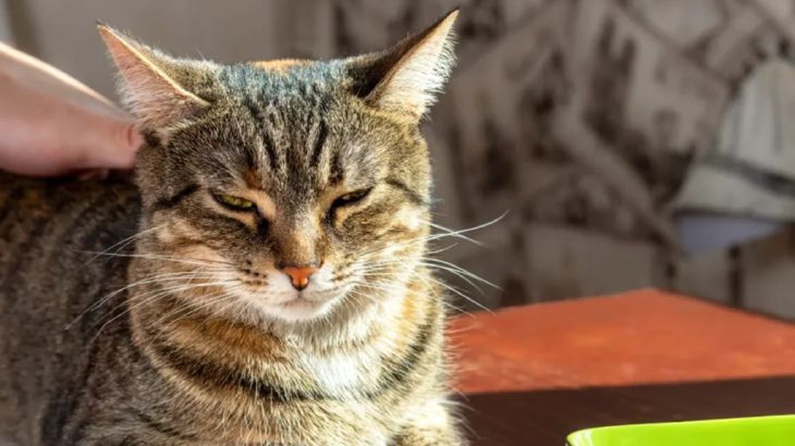 verrugas en gatos 4