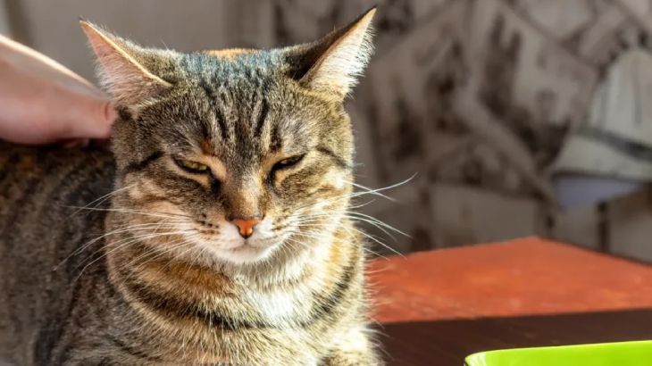 verrugas en gatos 4
