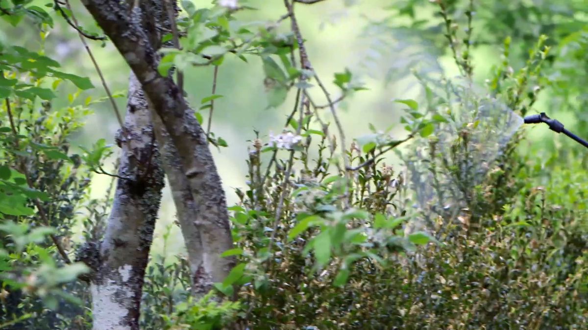 brico 0914 3 oruga boj pulverizar bacillus