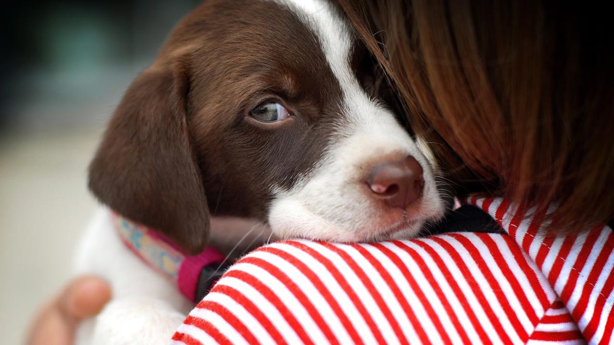 consejos miedo perros portada