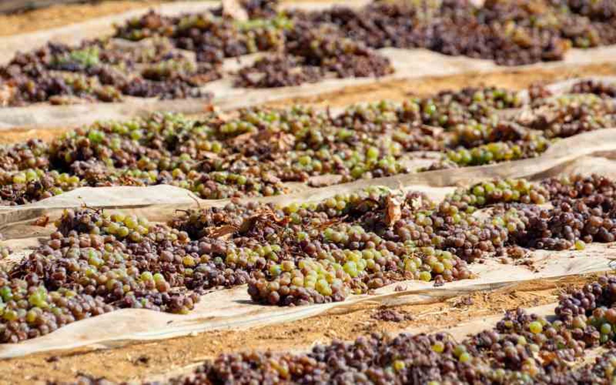 Se cultiva principalmente en el sur de España