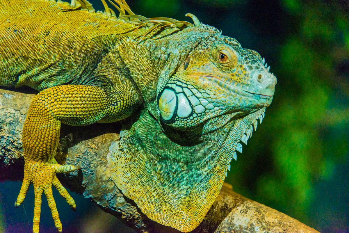 iguana animal territorial