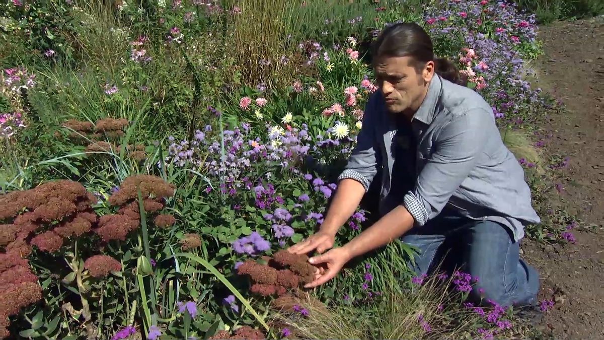 deko 708 jardineria parterre otono sedum spectabile flor