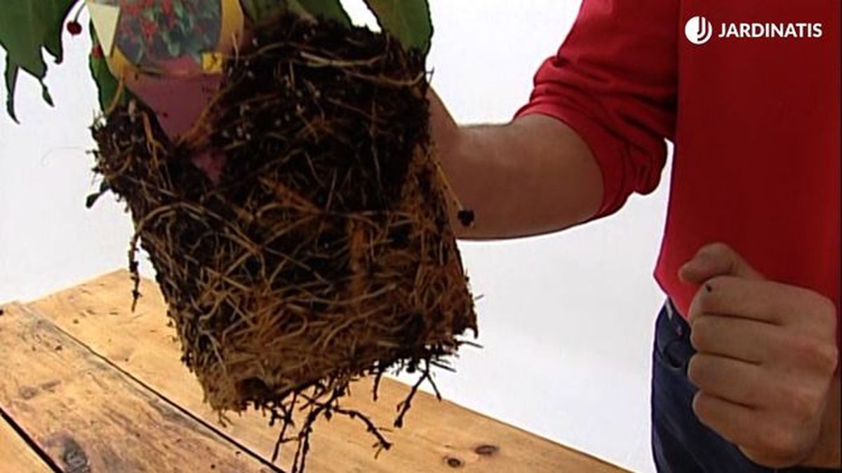 raices del arbusto ardisia brico 192