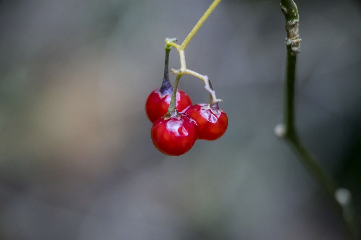 grosellas silvestres