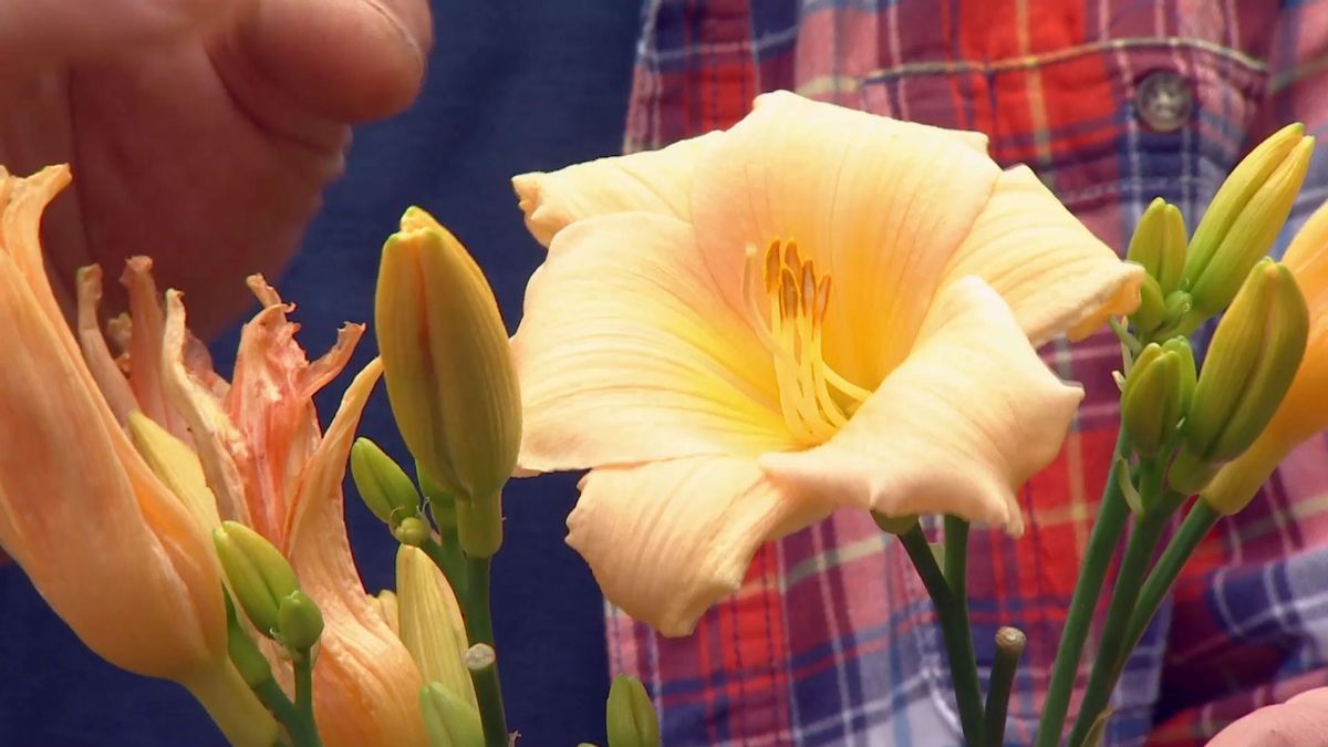 deco 0701 jardineria hemerocallis tamano intermedio