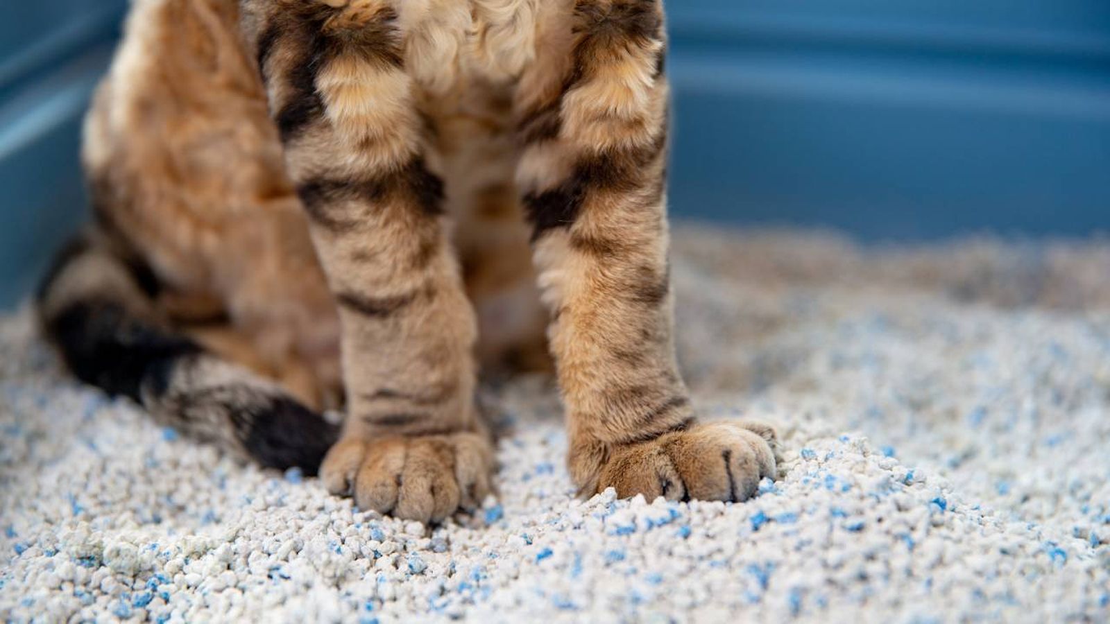 arenero autolimpiable gatos xl