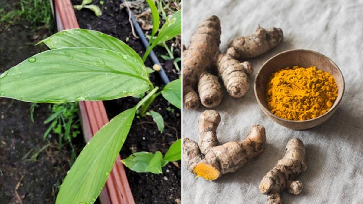 planta curcuma cuidados cultivo