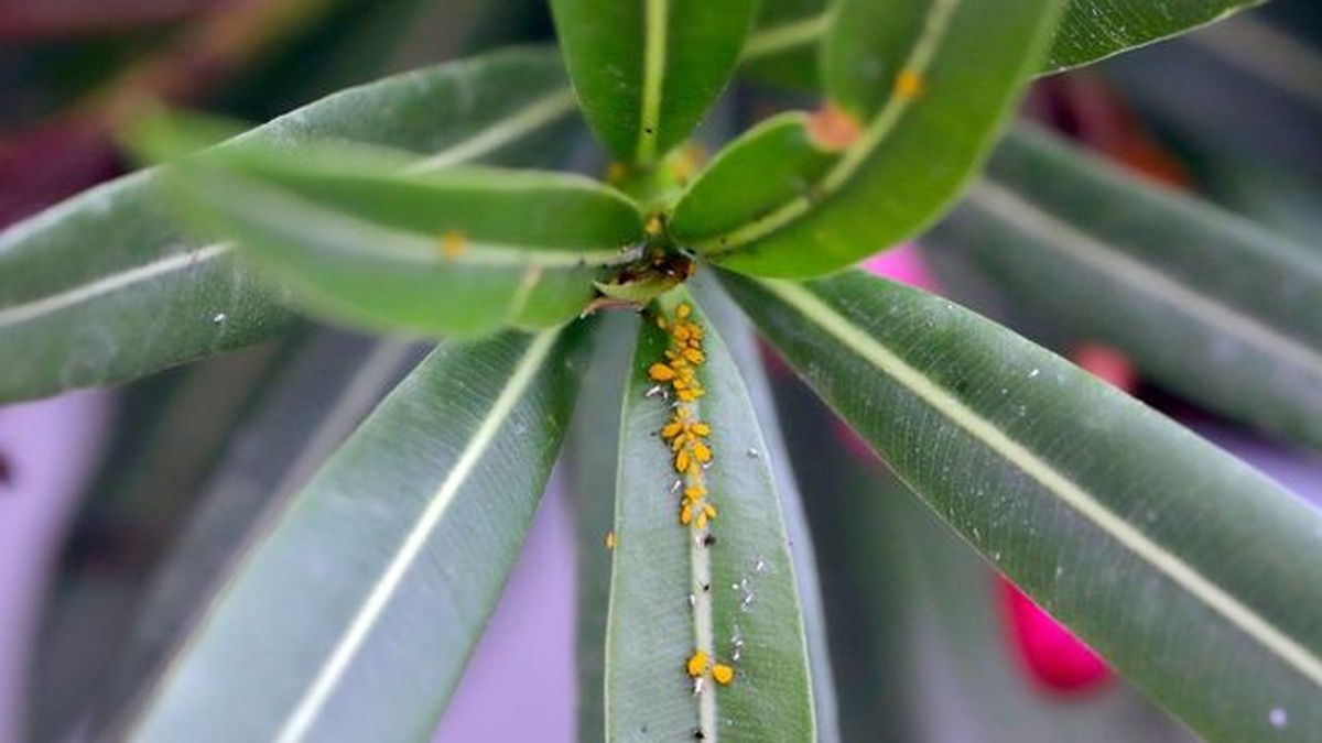 adelfa nerium oleander pulgon