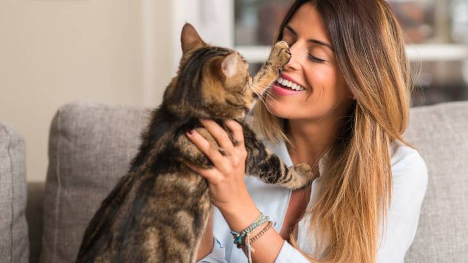 como saber si tu gato te quiere caricias
