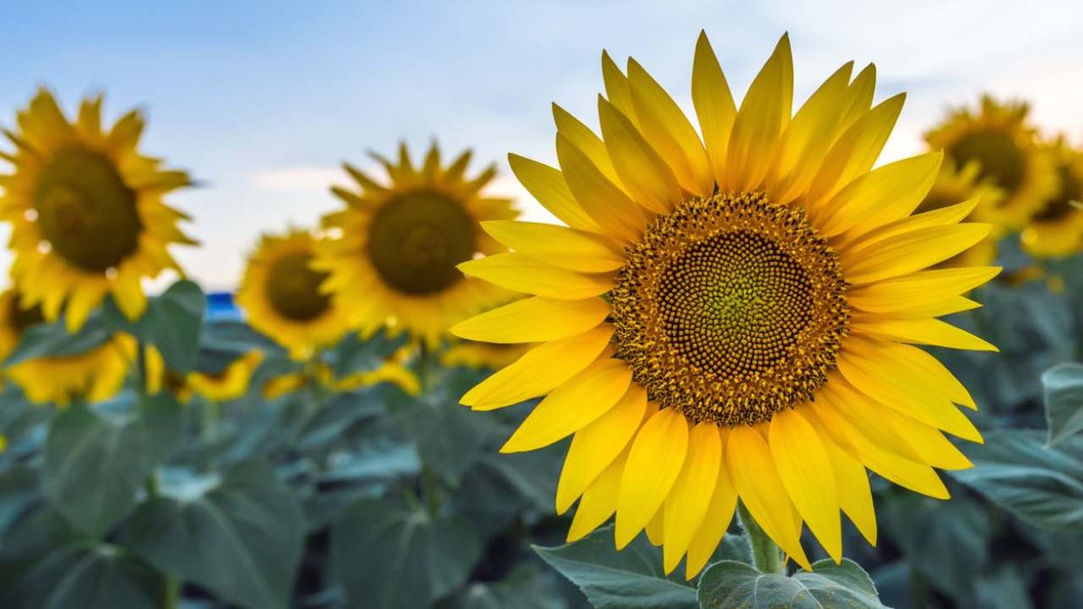 campos de girasoles mas bonitos de espana